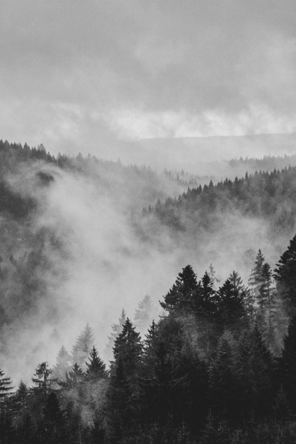 A Mountain range with pine trees