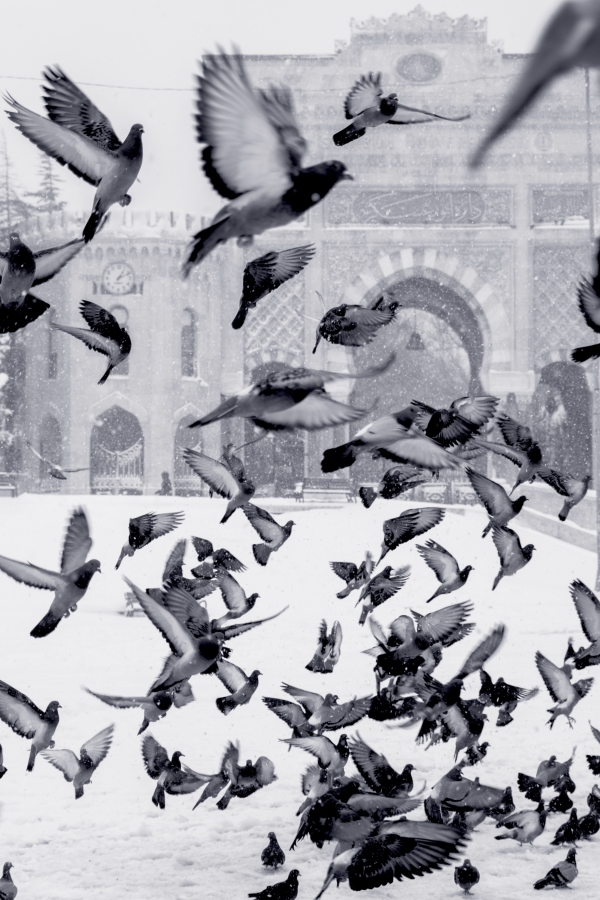 Pigeons flying off on a snowy day