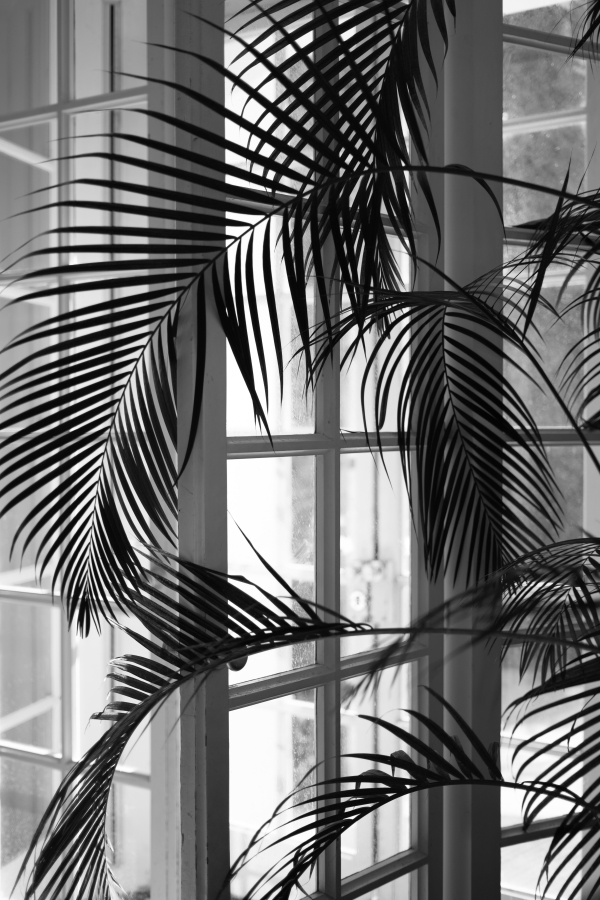 A plant next to a windowsill